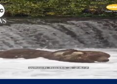 ‘Fat Bear Week’ is here again