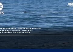 Dolphin watchers surprised with whale breach