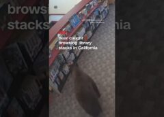 Bear caught browsing library stacks in California