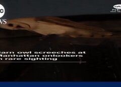 Barn owl screeches at Manhattan onlookers in rare sighting