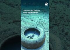 Diver rescues stingray stuck in sunken tire